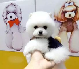 珍品博美幼犬交易指南 從協(xié)議簽訂到安全選購的全程解析